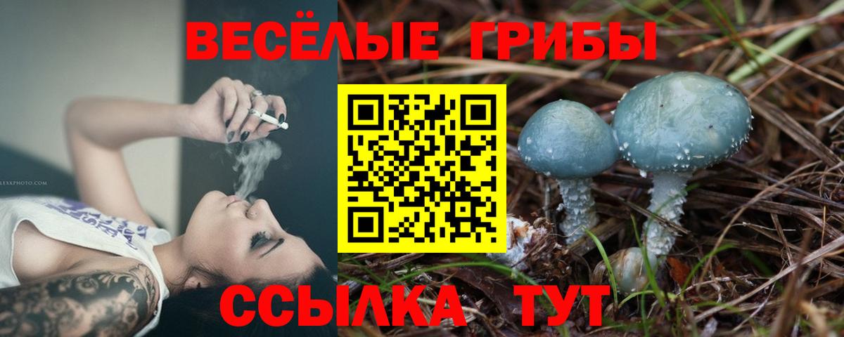Тайшет  Псилоцибиновые грибы Psilocybine cubensis  Вход с VPN 